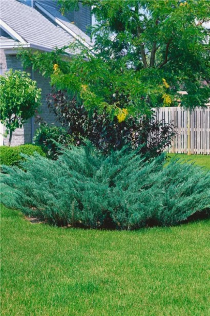 Ялівець козацький Блю Донау / Блю Дануб